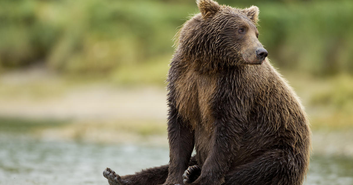 You can soon cast your vote for Fat Bear Week