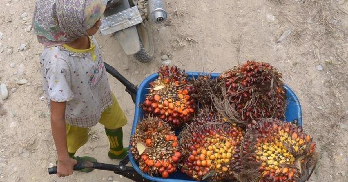 AP investigation uncovers child labor and slavery in lucrative palm oil industry