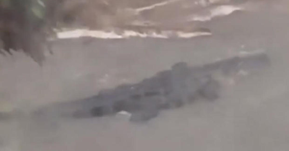 Video shows huge alligator swimming in Sally’s storm surge