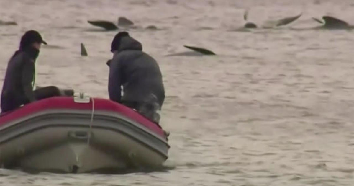 Rescuers battle to save whales stranded in Australia