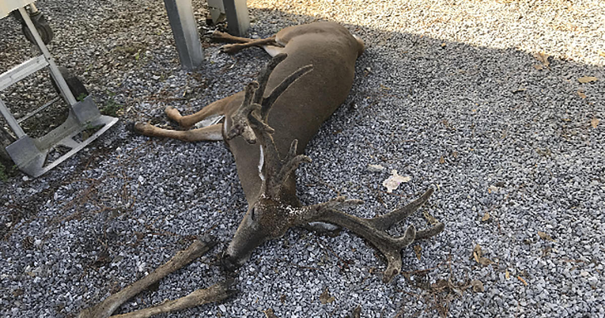 “Vicious” mosquitoes are killing Louisiana livestock after hurricane