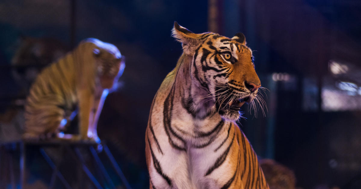 France planning to ban wild animals from traveling circuses