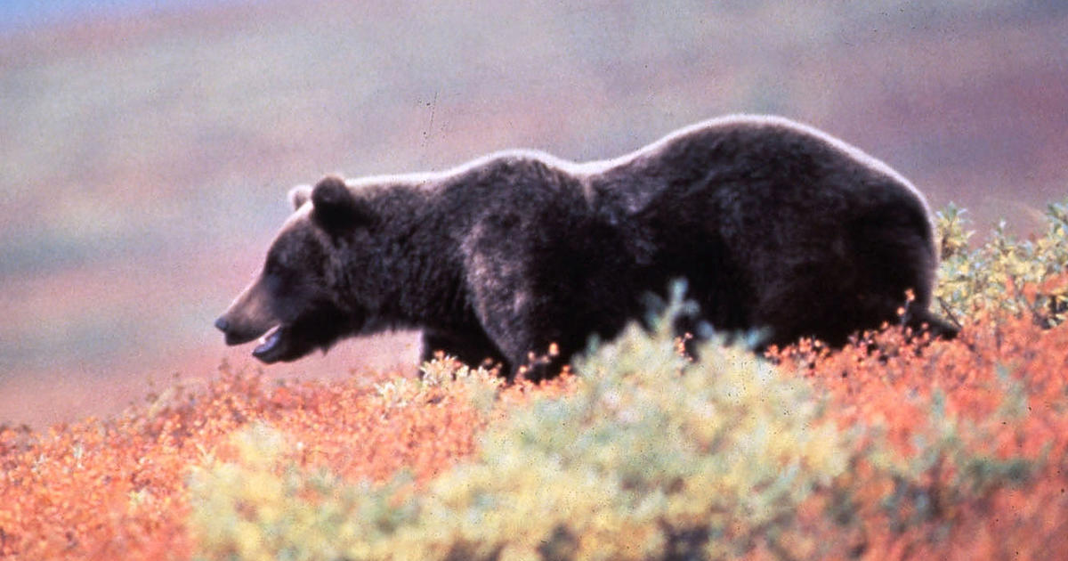 Grizzly bear kills hunter in national park in Alaska