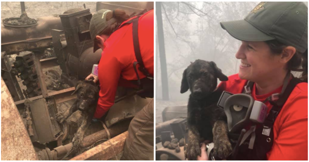 Puppy pulled from rubble following California wildfire