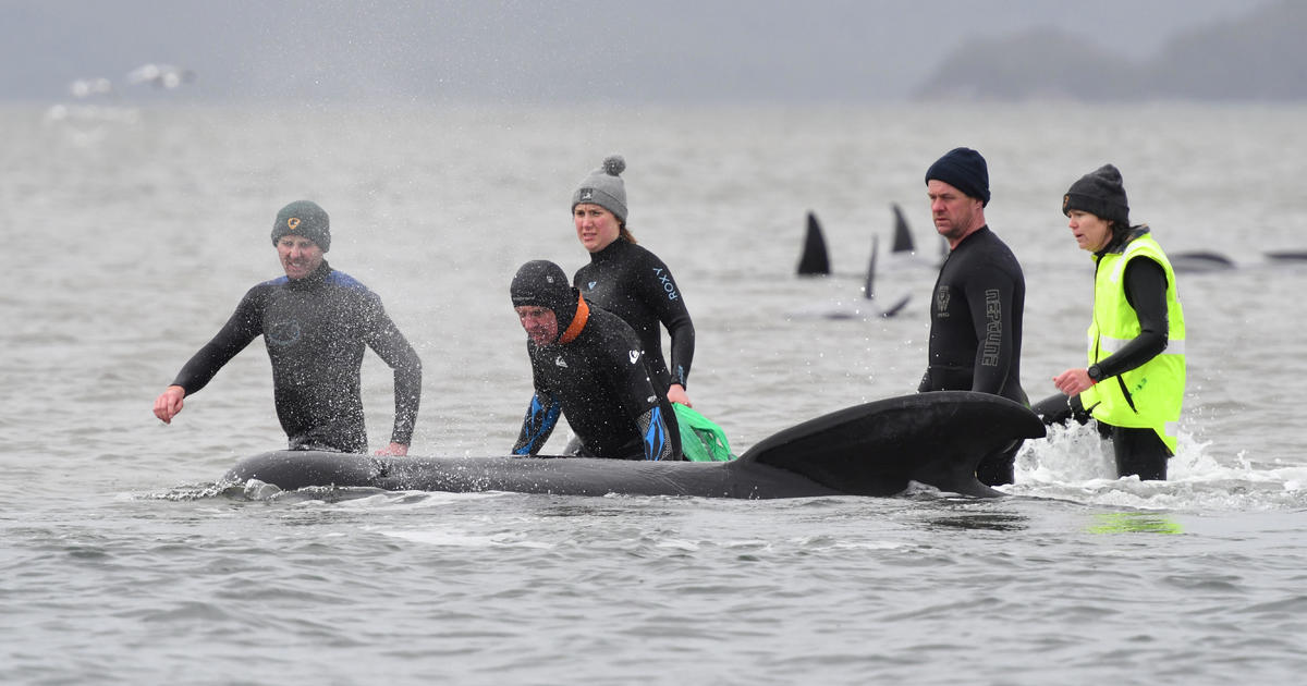 Race to save hundreds of stranded pilot whales as death toll tops 90