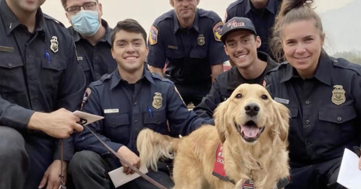 Kerith the therapy dog visits California firefighters battling wildfires