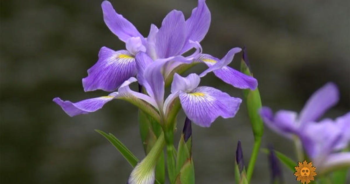 Nature:  Alligator River National Wildlife Refuge