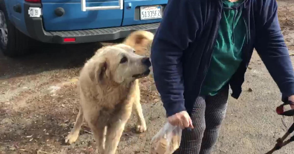 Dog that survived historic California wildfire guarded home for weeks