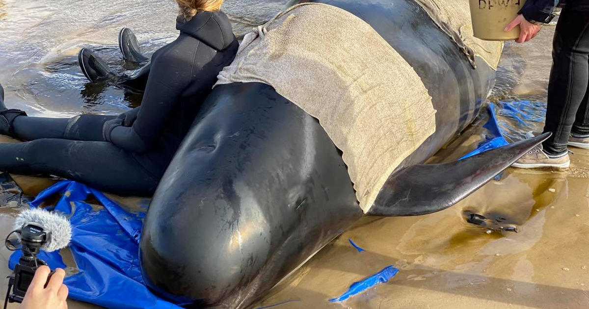 At least 380 whales have died in the mass stranding in Australia