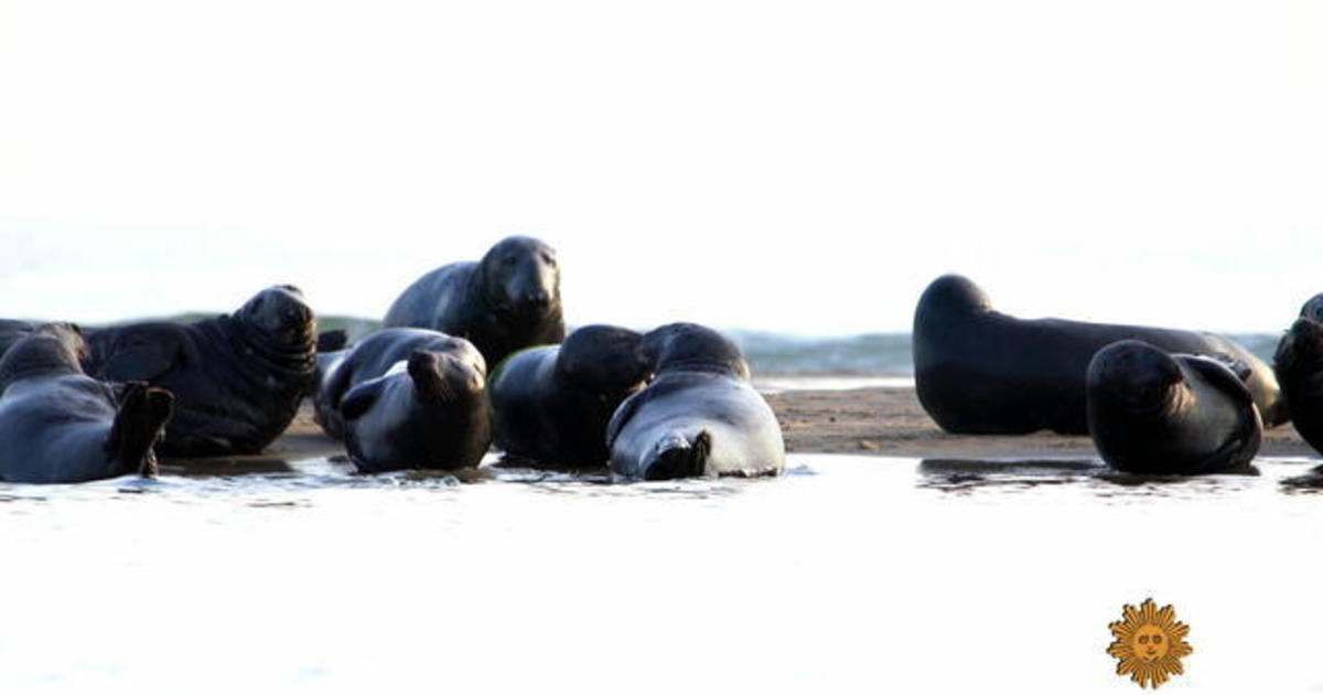 Nature: Seals on Cape Cod