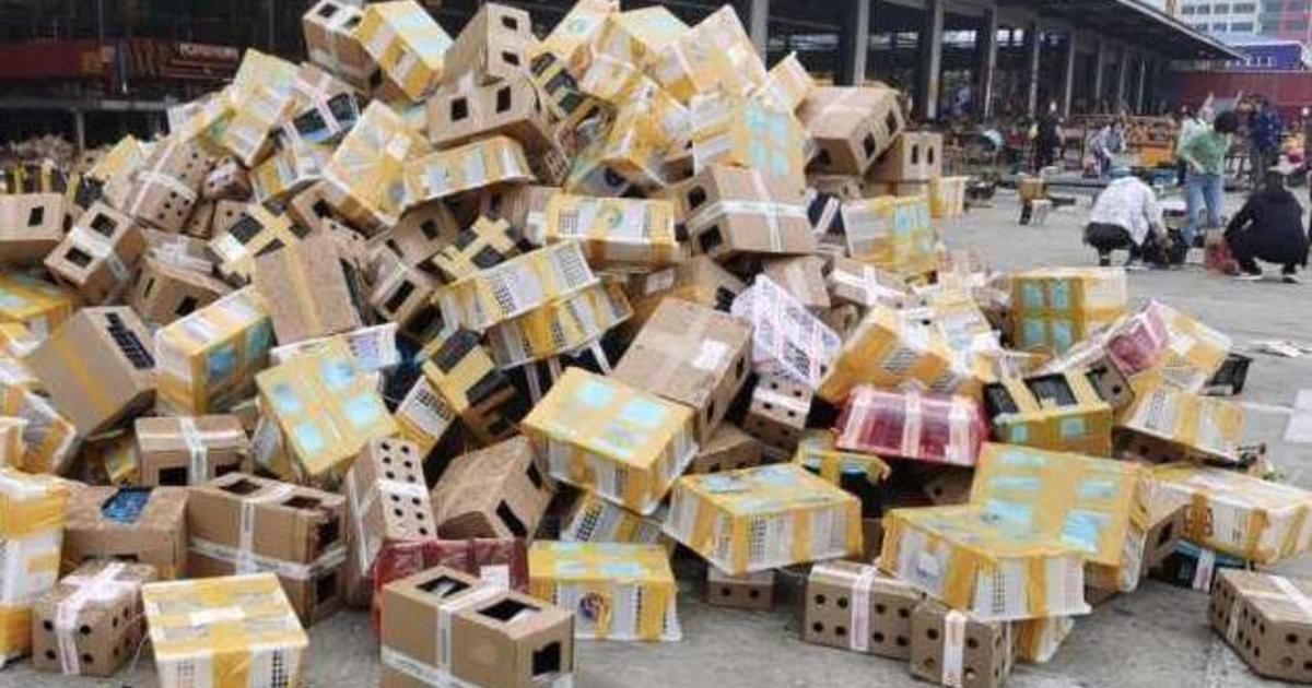 5,000 pets found dead in boxes at Chinese shipping depot