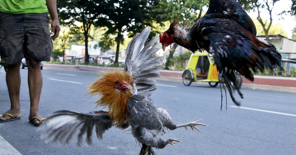 Police officer killed by rooster’s blade during cockfight raid