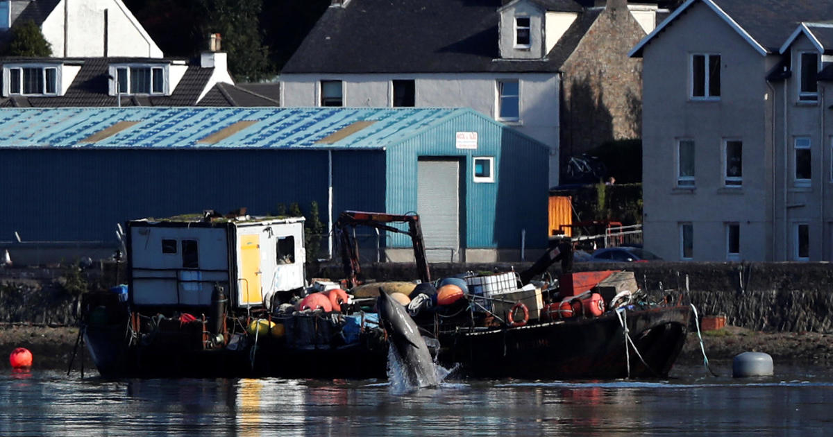 Rescuers race to save whales before major military exercise