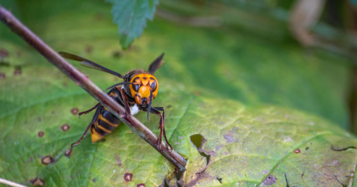 Scientists find first-ever “murder hornet” nest in the U.S.