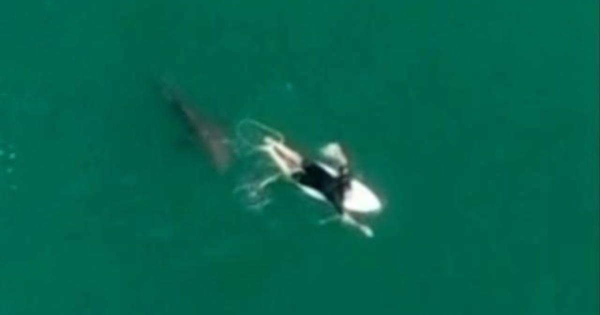 Surfer escapes close encounter with shark in Australia