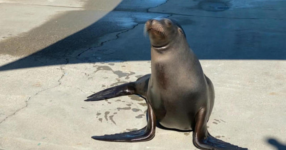 Cronutt the sea lion gets brain surgery to reverse epilepsy