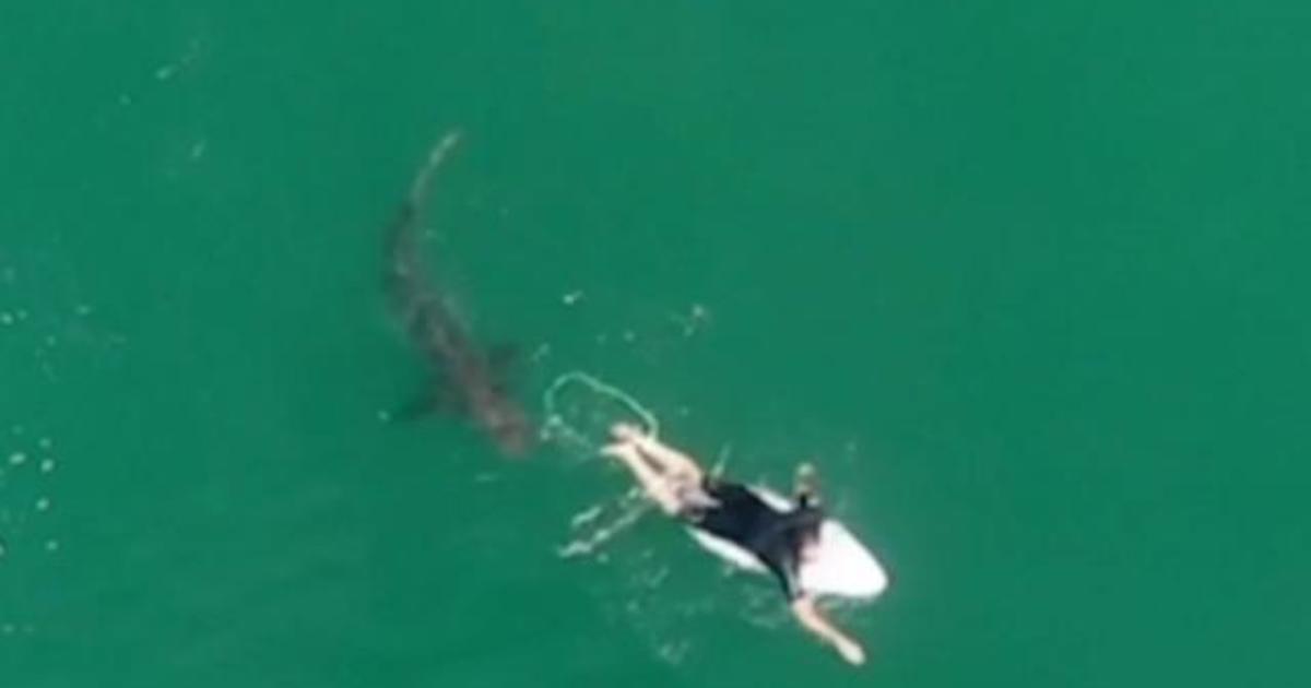 Unsettling drone video shows surfer’s close encounter with massive shark