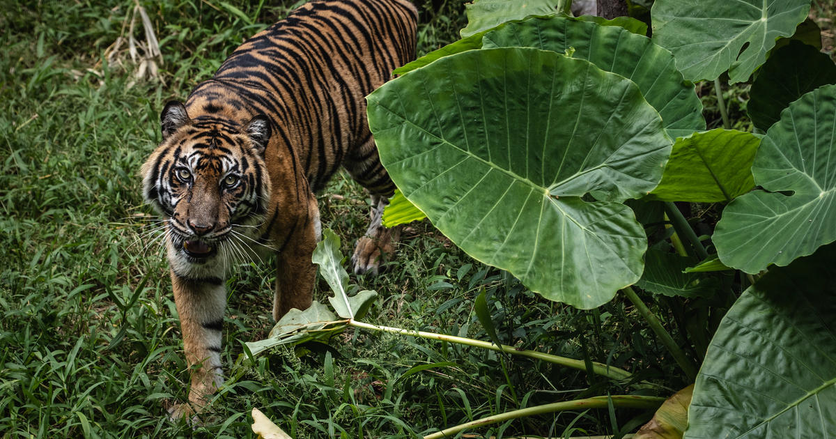 Doc Antle of “Tiger King” indicted on animal cruelty charges