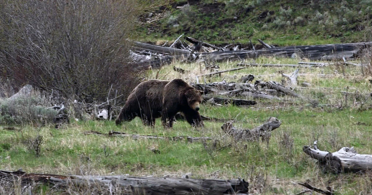 Bears and humans try to coexist in Montana