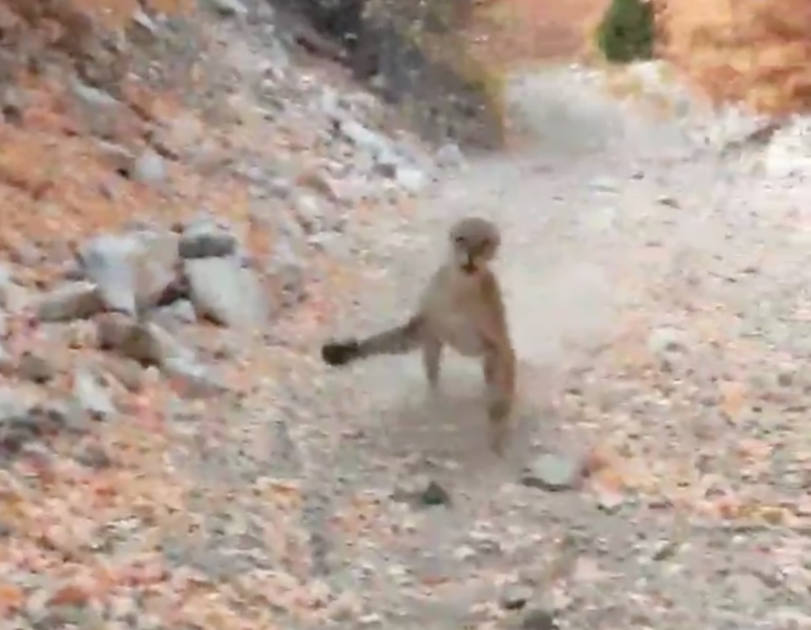 Cougar follows and lunges at Utah hiker in terrifying video