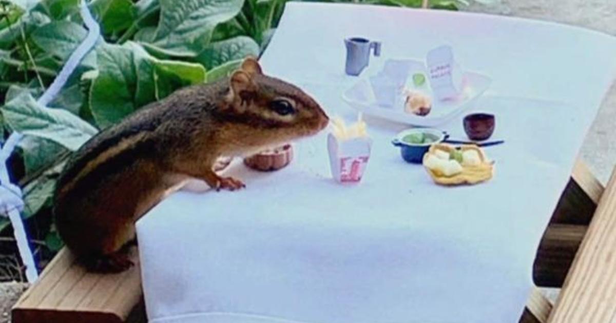 Porch restaurant caters to chipmunk