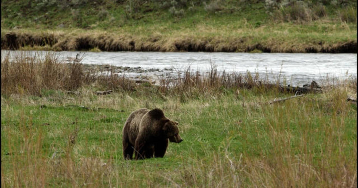 10/11/2020: Treating COVID-19 Today, The Lincoln Project, Grizzlies