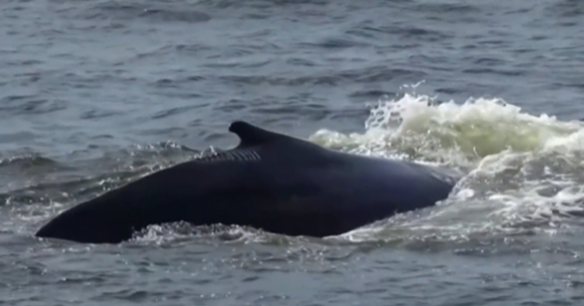 Humpback whales have made a comeback in New York City