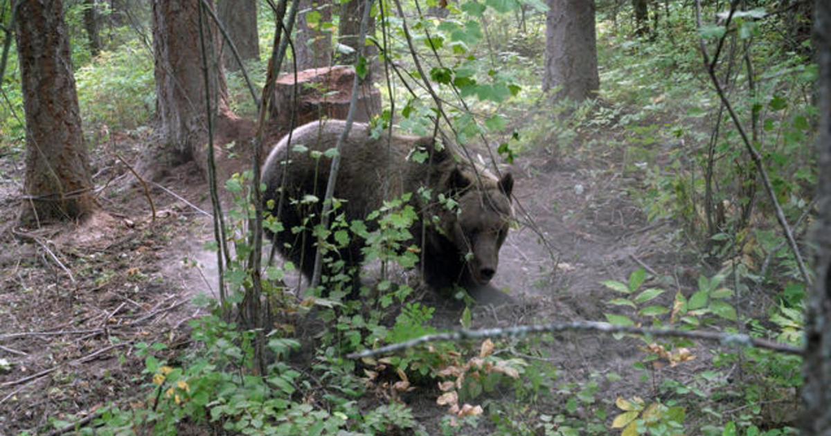 What’s happened to grizzlies since they were put on the endangered species list?