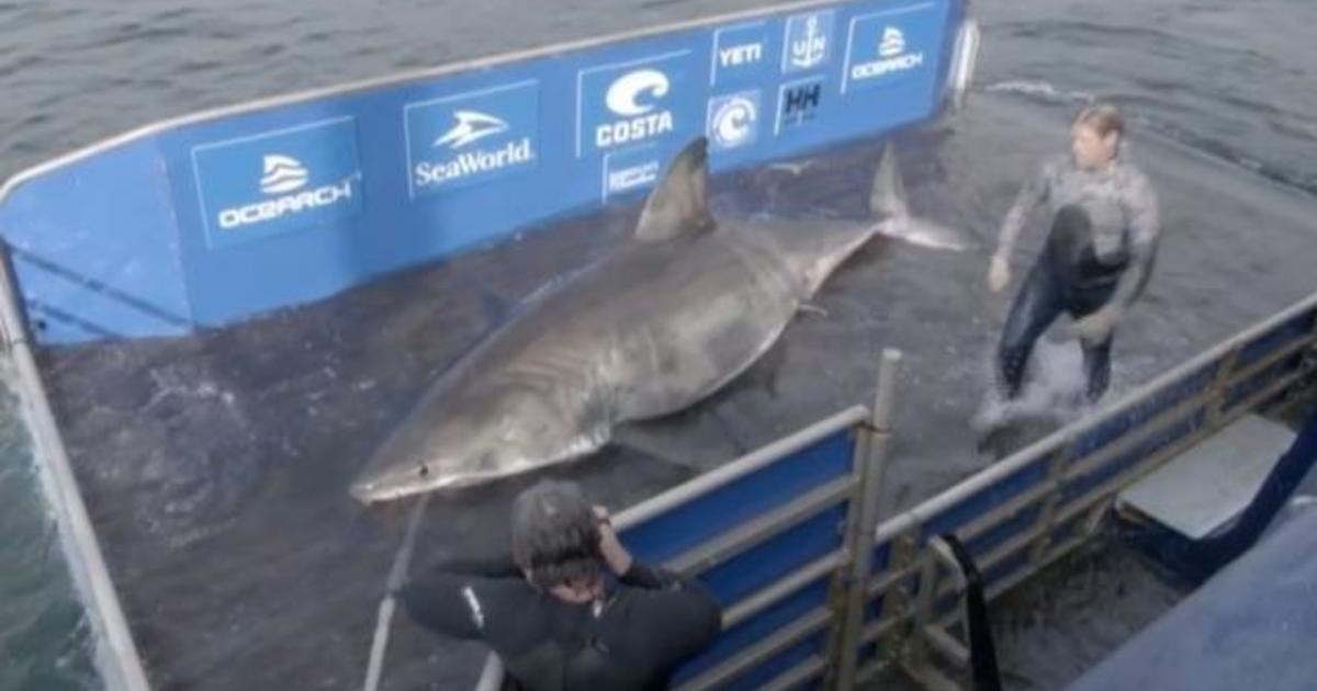 Massive 3,500-pound shark spotted off coast of North America