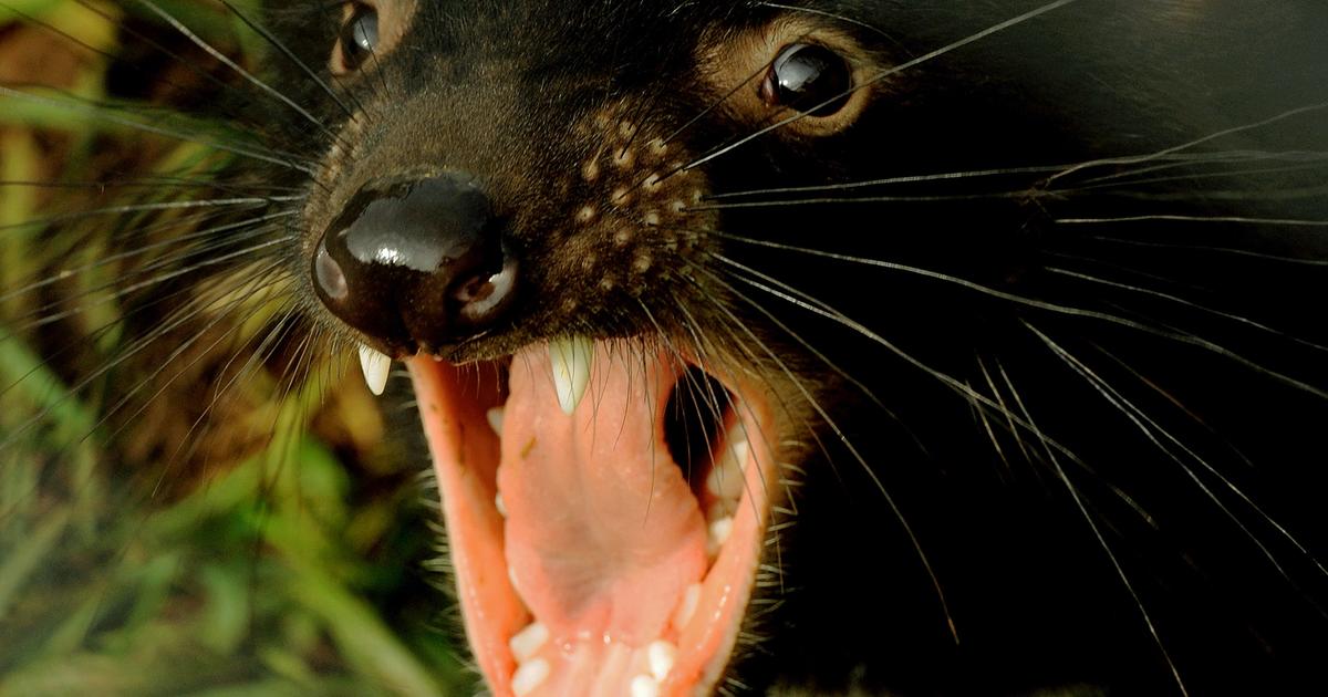 Tasmanian devils released on Australian mainland: “Historic”