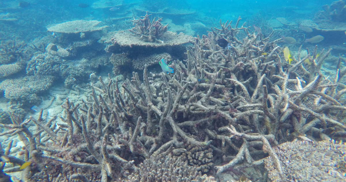 Half of the Great Barrier Reef’s corals have died since 1995