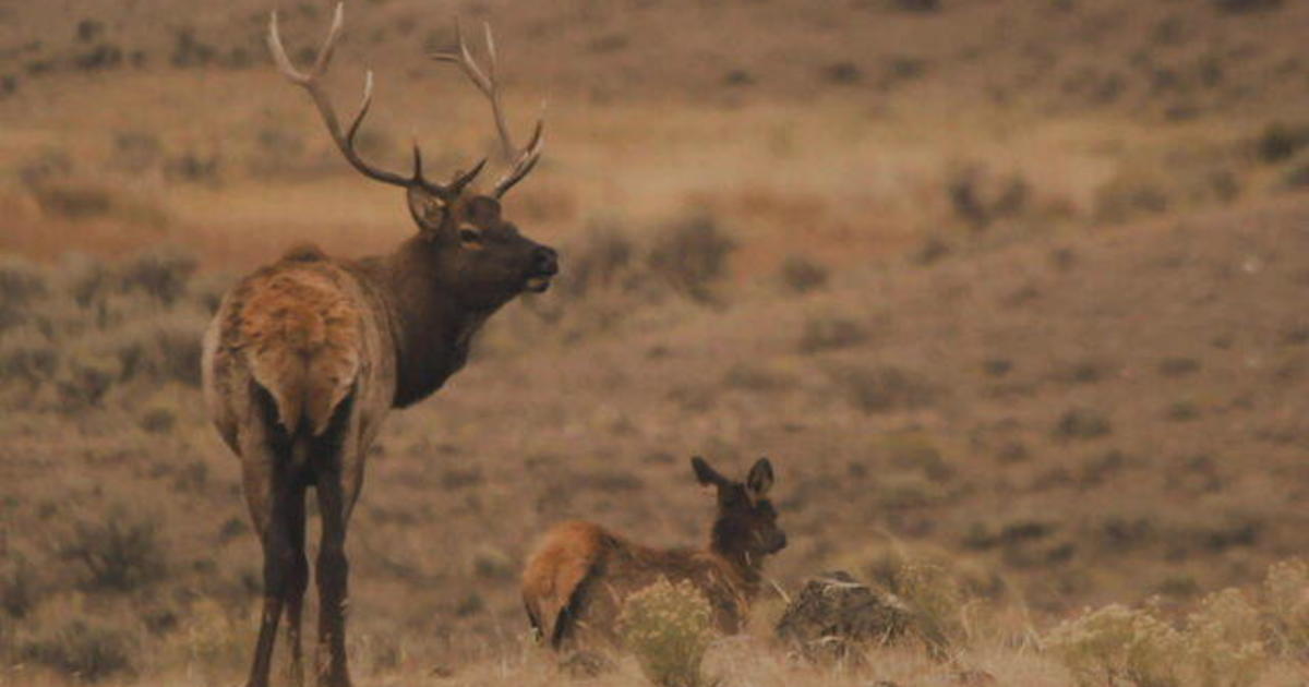 A look at Yellowstone National Park