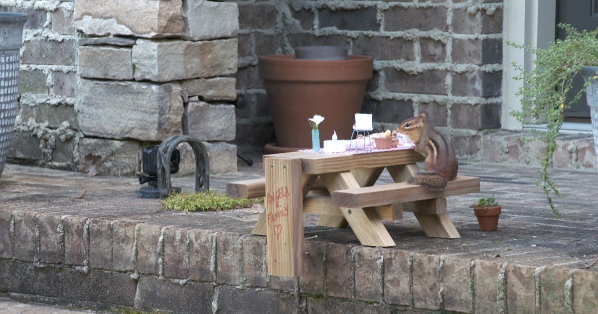 Food writer opens porch restaurant for chipmunk