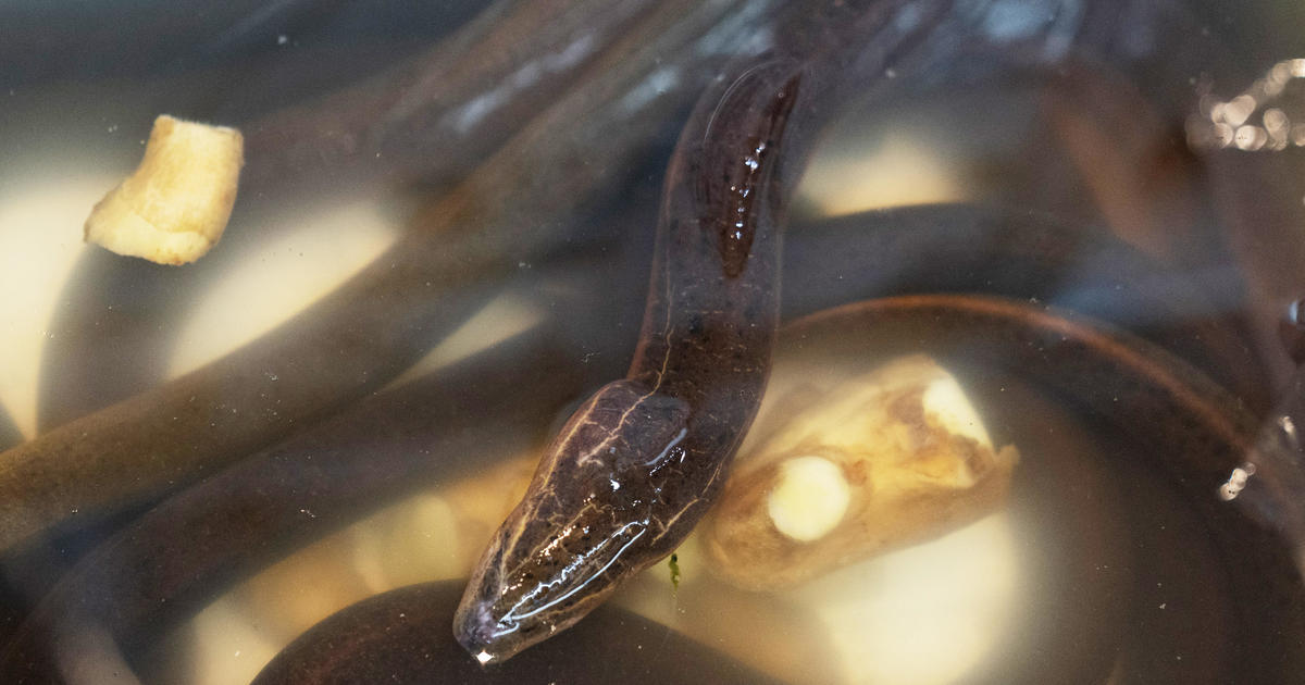 “Big pile” of eels dumped at lake in Brooklyn park