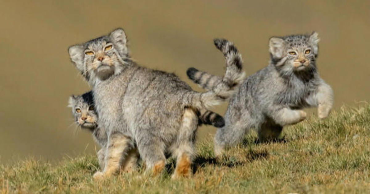 The best shots from the Wildlife Photographer of the Year Awards