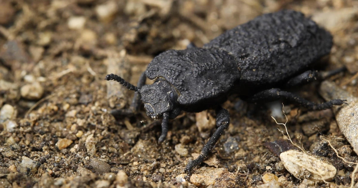 This diabolical ironclad beetle can survive being run over by a car