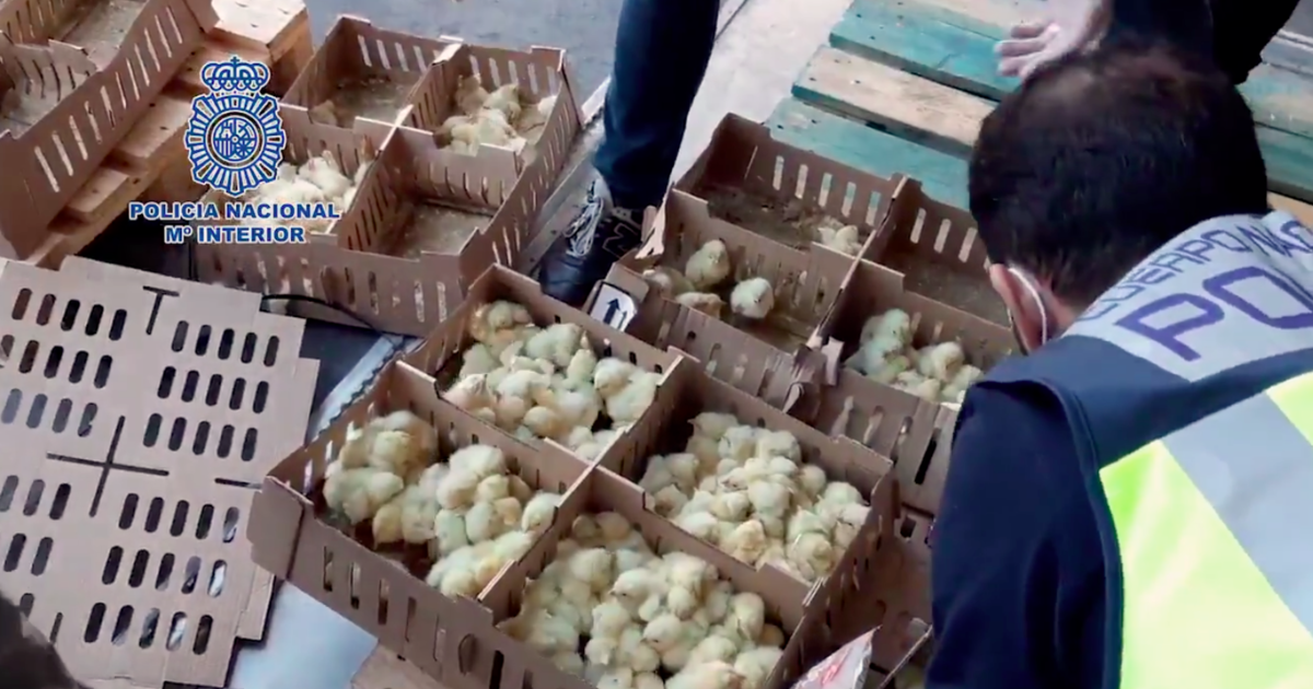 23,000 baby chicks die after being abandoned at Madrid airport