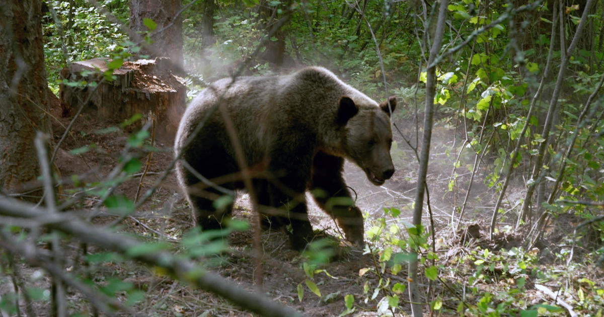 Coexisting with grizzlies in Montana