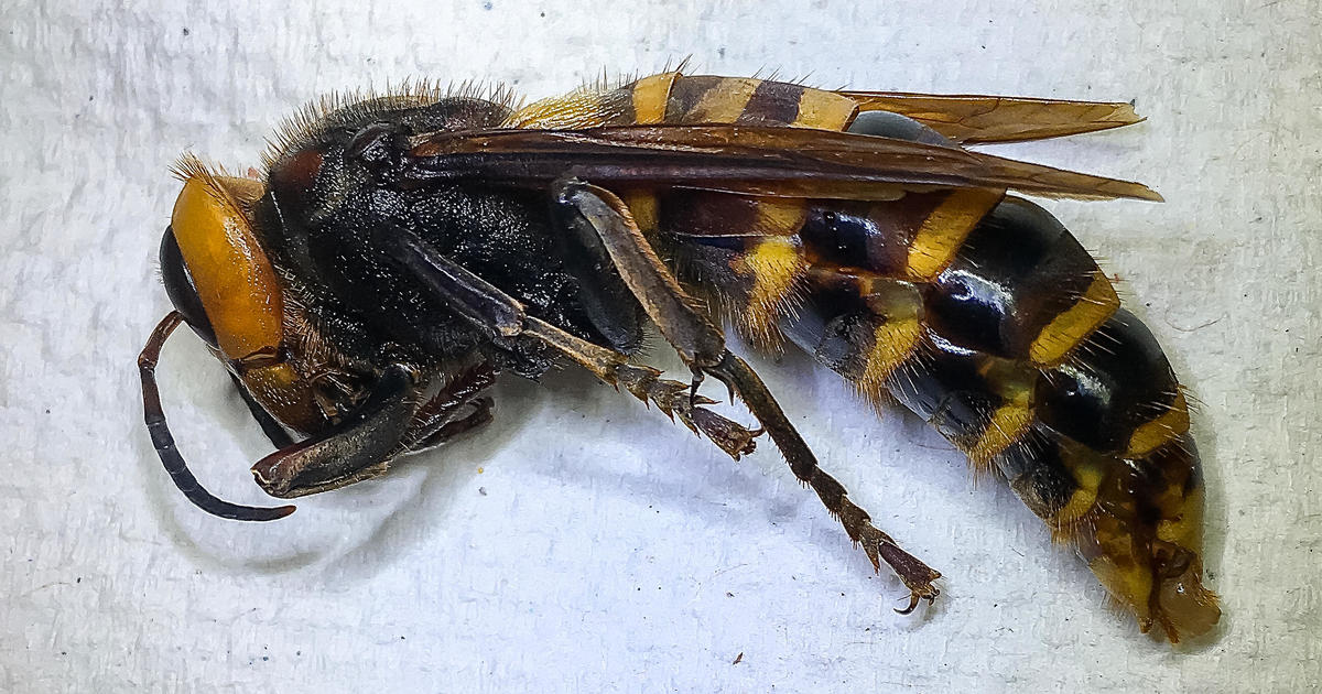 More “murder hornet” sightings prompt search for nest