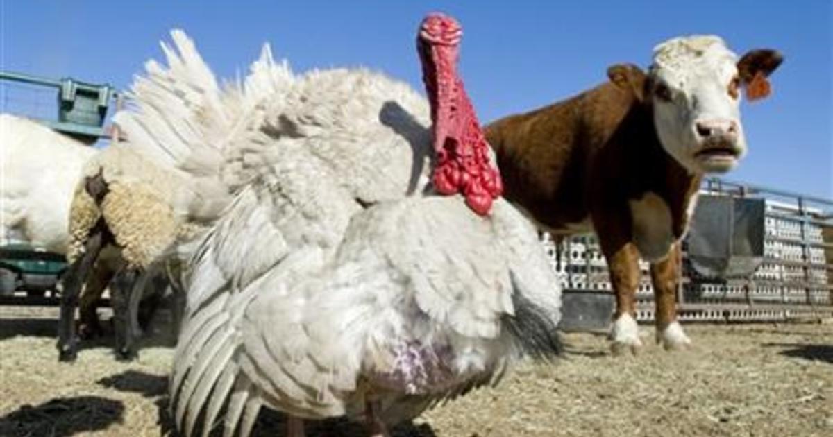 Scaled-back Thanksgiving plans leave turkey farmers in limbo