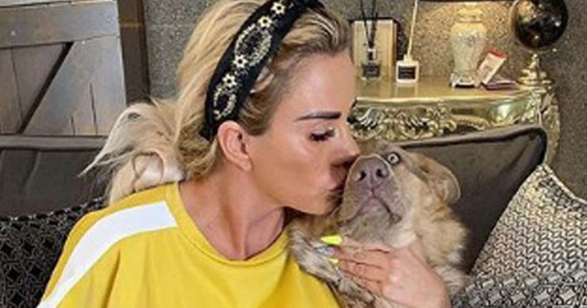 Katie Price’s tragic pets – horror accidents and lizard killed by ‘broken heart’