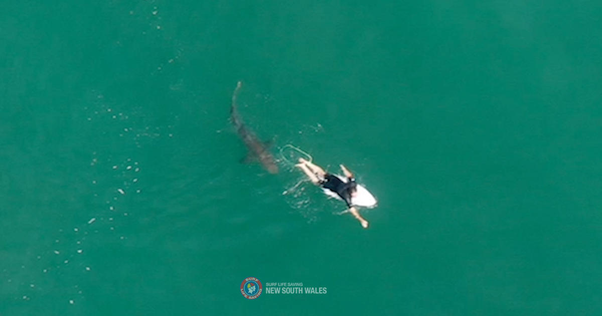 Dramatic drone video shows surfer’s close call with shark