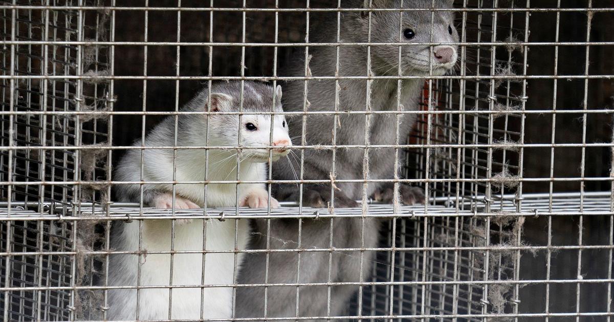 Thousands of mink dead from COVID-19 outbreaks in Utah and Wisconsin