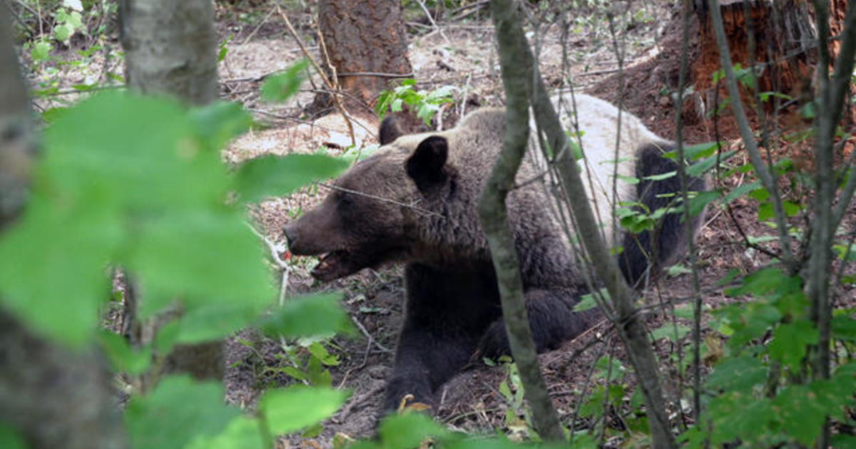 Finding ways to coexist with grizzly bears in Montana