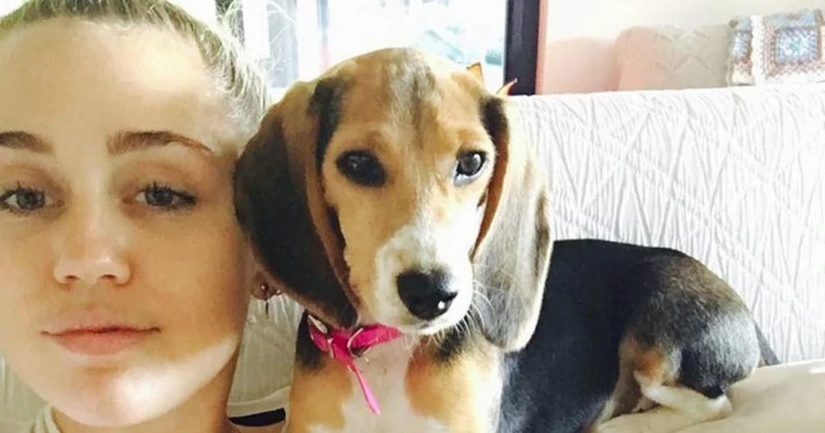 Miley Cyrus’s pet dog violently electrocuted on set of The Voice