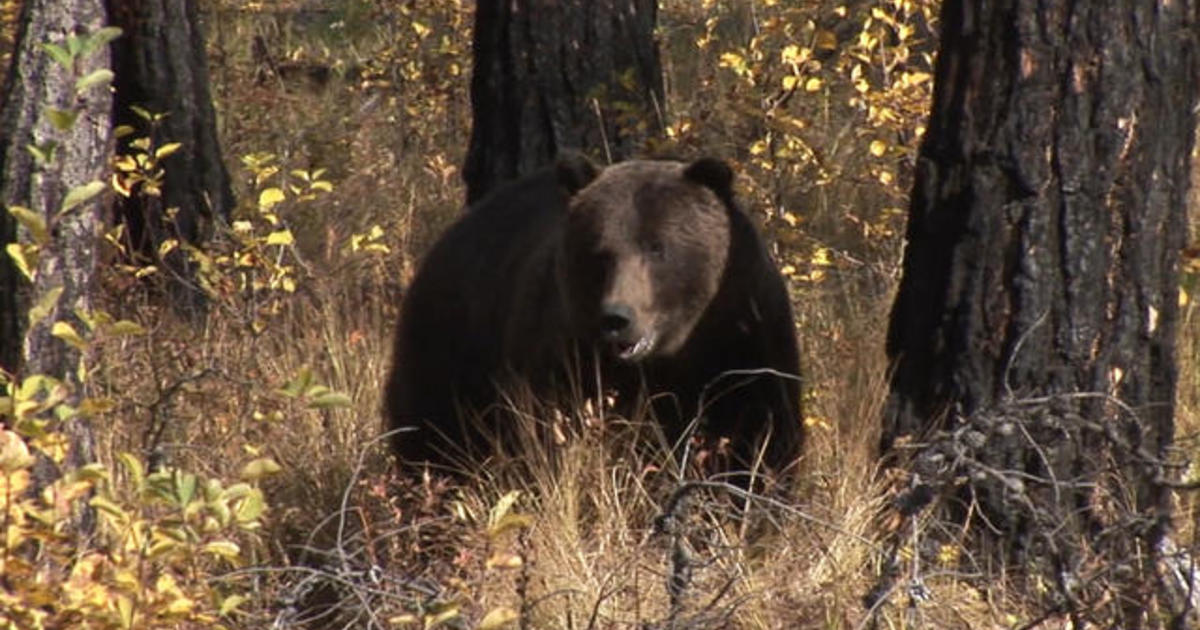 Searching for grizzlies? Bring your bear spray