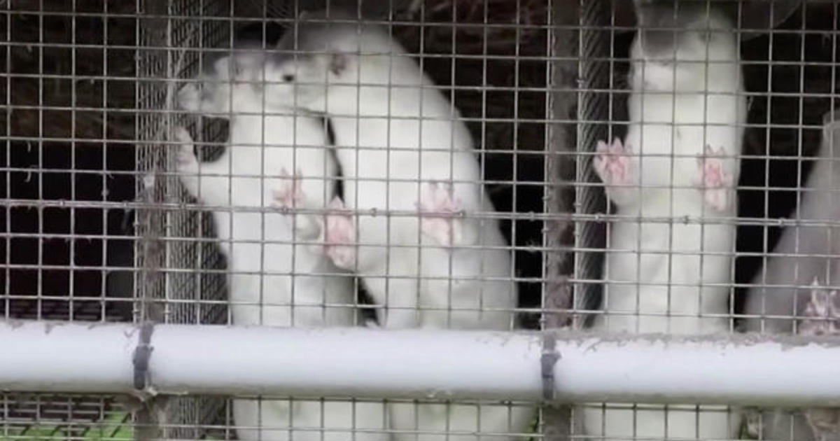 Denmark to kill 15 million mink amid concern over links to human COVID cases