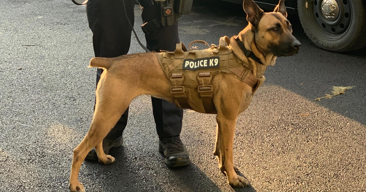 Shelter dog becomes newest member of police department