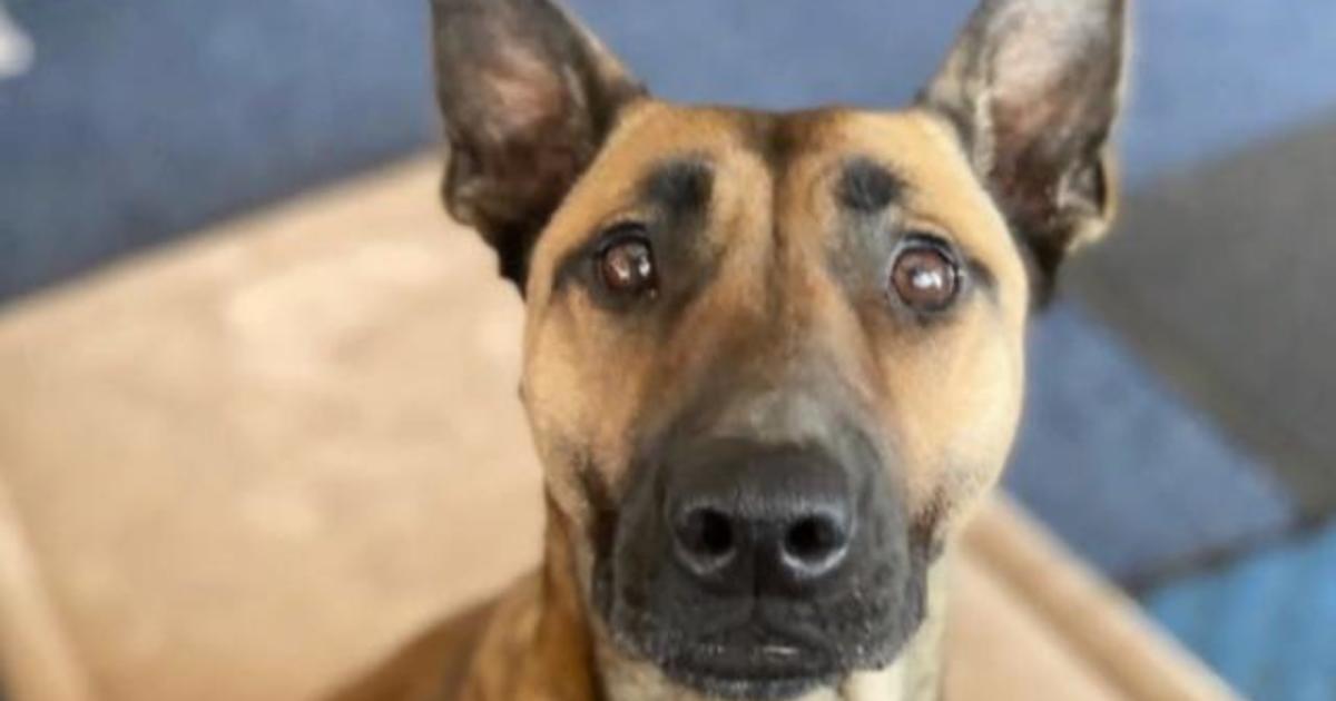 Shelter dog becomes a K-9 officer in New York