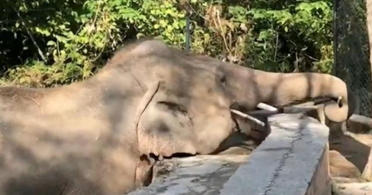 “World’s loneliest elephant” arrives to new home